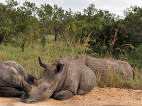 Rhinoceros rest at the Kruger National Park near Nelspruit, South Africa in this February 6, 2013 file picture. (AFP PHOTO/ISSOUF SANOGO)
