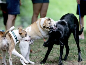 An off-leash dog park like this won't be set up in Winnipeg this year. (Diana Martin/QMI Agency file photo)