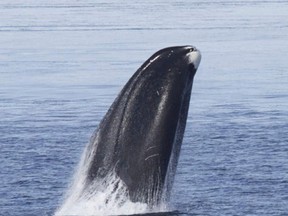 A bowhead whale breaches out of the water in this undated handout photo courtesy of Kate Stafford and provided to Reuters January 5, 2015. (REUTERS/Kate Stafford/Cell Reports/Handout via Reuters)