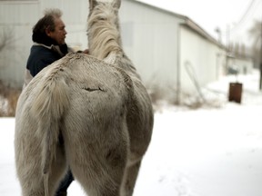 Hot Shot with his owner Randy Ferrell after the hair on his tail was cut off and stolen. (BRUCE CHESSELL/Sentinel-Review)?