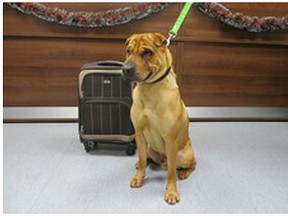 This Shar-Pei cross named Kai was found abandoned at a railway station with a suitcase full of its belongings on Friday in Scotland. (QMI Agency/Scottish SPCA)