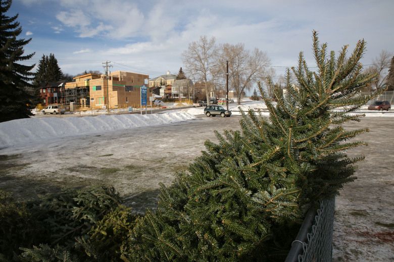 Christmas tree recycling starts Friday in Edmonton Edmonton Sun