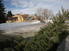 Christmas trees are being dropped off at various recycling locations throughout Calgary, Alta., on Friday December 27, 2013. Mike Drew/Calgary Sun