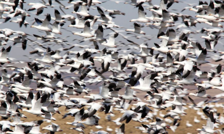 Kill up to 50 snow geese a day in Alberta's first spring goosehunting