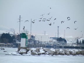 Geese fly over the St. Clair River in Sarnia, near Chemical Valley. Improvements in the river is one of the features of Sarnia-Lambton organizers hope to showcase in June when the community hosts the annual convention of the Great Lakes and St. Lawrence Cities Initiative.  PAUL MORDEN/THE OBSERVER/ QMI AGENCY