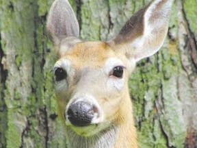 white-tailed deer