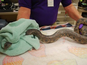 This five-foot boa constrictor was discovered in a toilet at a San Diego, Calif., PR firm on Wednesday. (QMI Agency/County of San Diego Department of Animal Services)
