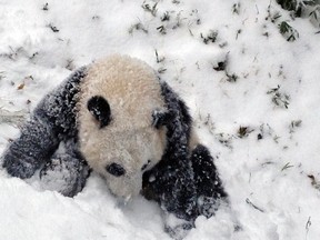 Sixteen-month-old Giant panda cub Bao Bao plays in the snow for the first time at the Smithsonian's National Zoo as a winter storm hits Washington January 6, 2015.  The storm was part of a bitter cold snap freezing most of the eastern half of the United States, driving the mercury below zero in the Midwest, with possible freezing temperatures as far south as Atlanta later this week, forecasters said.  REUTERS/Devin Murphy/Smithsonian's National Zoo/Handout