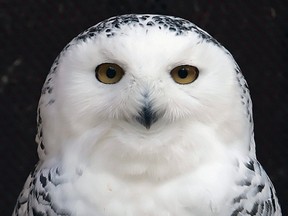Mini, a 25-year-old Snowy Owl injured as a young bird, peers out from her enclosure at the Raptor Trust, a bird sanctuary and rehabilitation center about 30 miles west of New York City in Millington, New Jersey in this December 12, 2006 file photo. (REUTERS/Mike Segar/Files)
