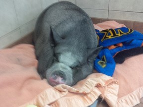 Jack Frost, a pot-bellied pig, was found abandoned and in poor health at the Children's Animal Farm earlier this week. The Sarnia and District Humane Society is searching for the person responsible. (Submitted photo)