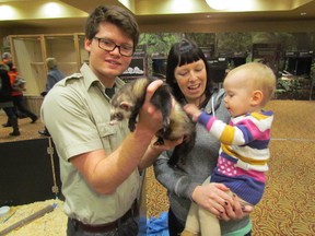 Evan Pauling, 1, of Corunna, being held by her mother Claire Pauling, reaches out to pet Noodle the ferret, held by Brent Holmes, Saturday at the Holiday Inn in Point Edward, during a visit by a travelling program from Ottawa-based Little Ray's Reptile Zoo. The show was set to run from 10 a.m. to 5 p.m., Saturday and Sunday. PAUL MORDEN/THE OBSERVER/ QMI AGENCY