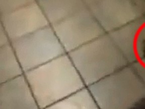 Video has surfaced of a snake apparently being thrown over the counter at a Saskatoon Tim Hortons during a sandwich dispute in December. (YouTube screengrab)
