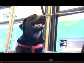Eclipse, the dog. (KOMO 4 News screenshot)