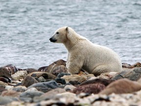 A polar bear is seen on a beach next to Hudson Bay in Churchill, Manitoba. (QMI Agency files)