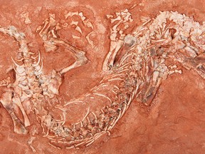 This extremely rare dinosaur reptile fossil, discovered by a P.E.I. boy on his family farm, is more than 300 million years old. (QMI Agency/Diane Scott of the University of Toronto in Mississauga)