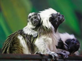 A month-old cotton-top Tamarin monkey, a species of monkey which originates from South America, is seen with its parents at their enclosure in the Biblical Zoo in Jerusalem, in this file photo taken August 17, 2012. Two cotton-top Tamarin monkeys belonging to a species that is critically endangered died at a Louisiana zoo after they were left out overnight in the cold by a caretaker, officials said on Wednesday.  REUTERS/Amir Cohen/Files