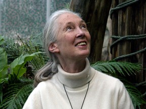 British scientist Jane Goodall will speak at the University of Winnipeg on Sept. 11. (REUTERS FILE PHOTO)