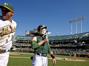 Jed Lowrie #8 of the Oakland Athletics is hit in the face with a pie by Josh Reddick #16 after hitting a walk off single against the Houston Astros during the ninth inning at O.co Coliseum on September 6, 2014 in Oakland, California. (Jason O. Watson/Getty Images/AFP)