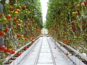 greenhouse tomatoes