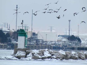 Geese fly over the St. Clair River in Sarnia, near Chemical Valley. Improvements in the river is one of the features of Sarnia-Lambton organizers hope to showcase in June when the community hosts the annual convention of the Great Lakes and St. Lawrence Cities Initiative.  PAUL MORDEN/QMI Agency