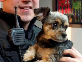 A Memphis Police Department member holds Dixie, the Camrose, Alta., stolen dog after she was recovered.  On Friday, the pet was reunited with owners Terry and Lorie Traviss. Photo Courtesy/Memphis Police Department