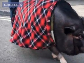 Ludwig the pot-bellied pig is pictured in this YouTube screengrab. (Caters TV/YouTube)