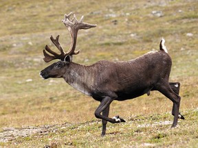 Caribou