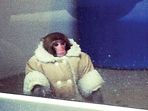 Darwin the "Ikea monkey" (Toronto Sun Files)