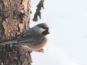 The boreal chickadee, identifiable by its brown flanks and wheezy call, is an Algonquin Park specialty. Other boreal forest species include spruce grouse, gray jay and black-backed woodpecker. (PAUL NICHOLSON, Special to QMI Agency)