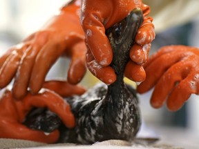 A bird is cleaned at the International Bird Rescue in Fairfield, Calif., on Jan. 20, 2015. (REUTERS/Robert Galbraith)