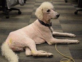 Totem is seen in a photo provided by Peel Regional Police after the dog's recovery.