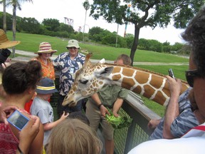 Participants on the Serengeti Safari tour feed lettuce to a giraffe at Busch Gardens in Tampa, Fla. KYLE HANNON PHOTO
