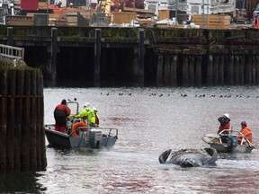 Crews tow the carcass of a deceased grey whale in Elliot Bay after it was discovered under the Colman Ferry dock in Seattle, Washington January 22, 2015. The dead grey whale had floated underneath the busy commuter ferry terminal in downtown Seattle, sending a putrid odor wafting onto the dock and diverting some passenger ferries to another slip, a transportation official said on Thursday.    REUTERS/Matt Mills McKnight