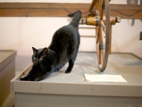 Jack has a stretch during his shift at the Lambton Heritage Museum in Lambton Shores. Jack is one of two cats who live at the county museum, and take care of pest control. SUBMITTED PHOTO
