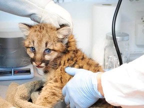 A four-month-old cougar cub is now on display at Assiniboine Park Zoo. (FACEBOOK)