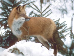 DAVID HAWKE/SPECIAL TO POSTMEDIA NETWORK
Mid-January is when red foxes roam the countryside in search of mates. The males may travel several kilometres a night as they seek out a foxy lady to set up a home territory.