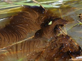 Oil mixed with water from an oil spill along the Yellowstone River is pictured in Laurel, Montana, July 6, 2011. 
REUTERS/John Warner