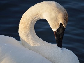 Jim Moodie/The Sudbury Star
A trumpeter swan preens itself at Fielding Park. This winter 10 swans have been frequenting the site, where Junction Creek flows out of Kelly Lake.