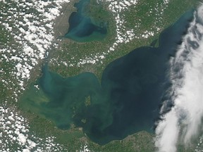 Western Lake Erie is green with monster algae blooms in this NASA satellite image taken last August as the scourge took off in the summer heat. Lake St. Clair, above Erie, is the same. Scientists believe they’ve found a genetic link between toxic algae in the two lakes, and Southwestern Ontario’s Thames River — which drains into the system of lakes — is a contributing culprit.
