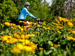 A cyclist makes their way past a sea of flowers outside Hawrelak Park in in July 2014. David Bloom/Edmonton Sun/QMI Agency