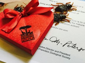 A Certificate of Adoption with a box of fake cockroaches is pictured in this undated handout photo provided by the San Francisco Zoo. The San Francisco Zoo is giving the spurned and broken-hearted a new reason to mark Valentine's Day - the chance to adopt a giant scorpion or hissing cockroach named after a heart-trampling ex. REUTERS/San Francisco Zoo/Handout via Reuters