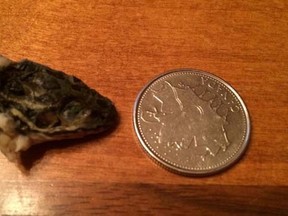 A Newfoundland and Labrador woman claims she found a reptile head in a bag of Green Giant vegetables. (QMI Agency/Facebook)
