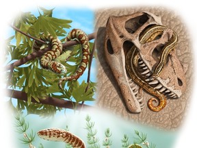 An artist rendering from oldest-known snake fossils shows Paleo reconstructions of three Jurassic to Lower Cretaceous snakes: Portugalophis lignites from Upper Jurassic period in a ginko tree from the coal swamp deposits at Guimarota, Portugal (top left); Diablophis gilmorei from Upper Jurassic period, hiding in a ceratosaur skull from the Morrison Formation in Fruita, Colo., (top right) and Parviraptor estesi from Upper Jurassic/Lower Cretaceous period swimming in a freshwater lake with snails and algae from the Purbeck Limestone, Swanage, England. (JULIUS CSOTONYI/Reuters/Handout)