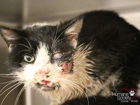 Bart the cat was buried and found alive five days later. (Humane Society Tampa Bay)