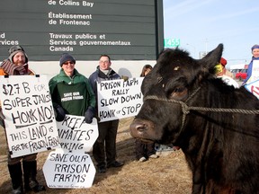 Wishful, a holstein hereford owned by Jeff Peters, the vice-president of Local 316 of the National Farmers Union, stands at the entrance to Collins Bay and Frontenac Institutions with protesters objecting to the impending closure of prison farms. (Ian MacAlpine/Whig-Standard file photo)