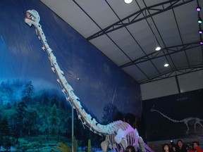 A reconstructed skeleton of Qijianglong now on display in Qijiang Museum.