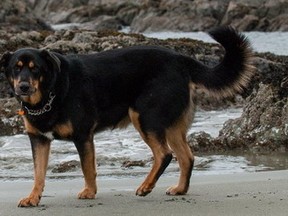 Oscar, one of six dogs who died of heat stroke after Langley dog walker Emma Paulsen left them in her truck in May 2014. (RCMP photo)