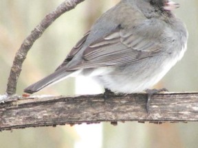 The dark-eyed junco has a subtle beauty. It is a common winter visitor and is always found in high numbers on winter bird counts across the province. Its nickname is the snowbird. (PAUL NICHOLSON/SPECIAL TO QMI AGENCY)