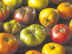 Heirloom tomatoes, pictured above, can be started from seed. But when to plant? All kinds of factors can affect a plant?s maturity date, including temperature and rainfall.