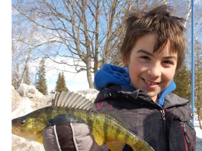 Young Ice Angler with Yellow Perch caught in Lake Simcoe, off Innisfil Beach Park last February, during the Fishing for Tyler ice fishing derby.Lake Simcoe is famous for its "trophy perch" - but Wil Wegman urges anglers to throw back the big females, and keep only the smaller fish for the frying pan. MIRIAM KING/SUNMEDIA